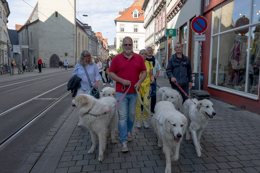 Pyrenäenberghund - 03./04. Juni 2023 - Hundeausstellung Erfurt