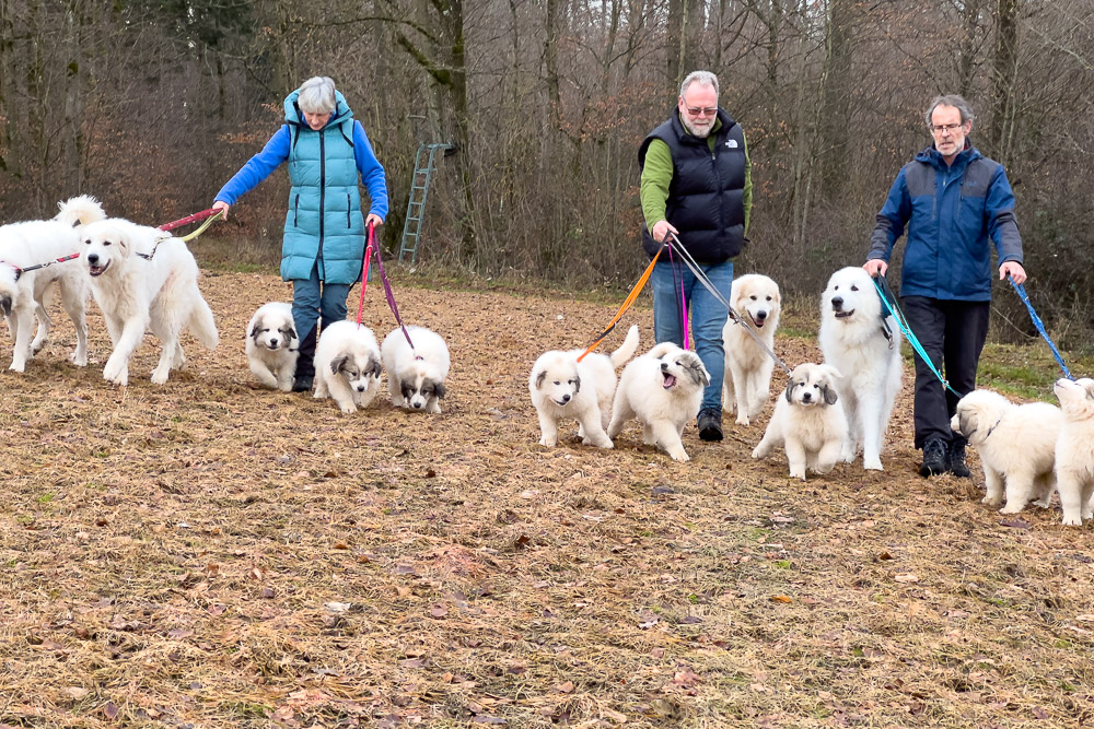 Pyrenäenberghund - 25.12.2023 - 01.01.2024 - Die zehnte Woche