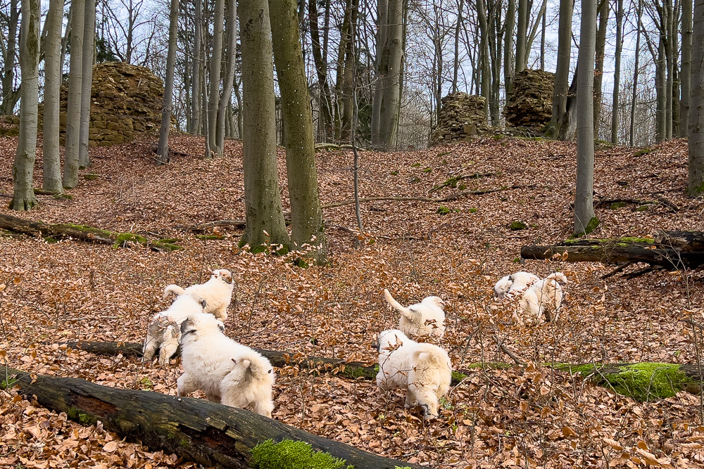 Pyrenäenberghund - 30. Dezember 2023 - Besuch der zukünftigen Dosenöffner von Haku und Hugo