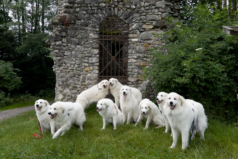 Pyrenäenberghund - 02. Juli 2023 - Spaziergang Altusried (Allgäu)