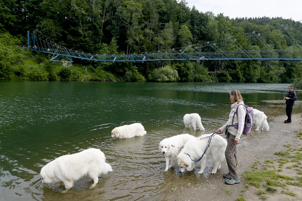 Pyrenäenberghund - 02. Juli 2023 - Spaziergang Altusried (Allgäu)