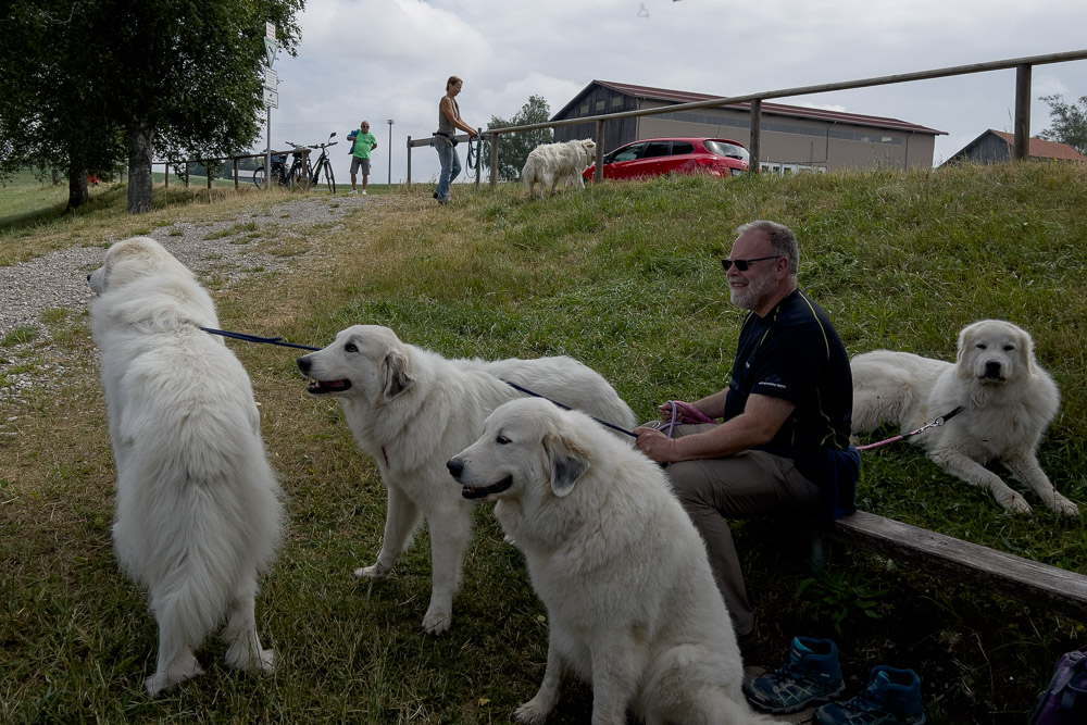 Pyrenäenberghund - 02. Juli 2023 - Spaziergang Altusried (Allgäu)