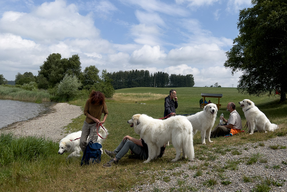 Pyrenäenberghund - 02. Juli 2023 - Spaziergang Altusried (Allgäu)