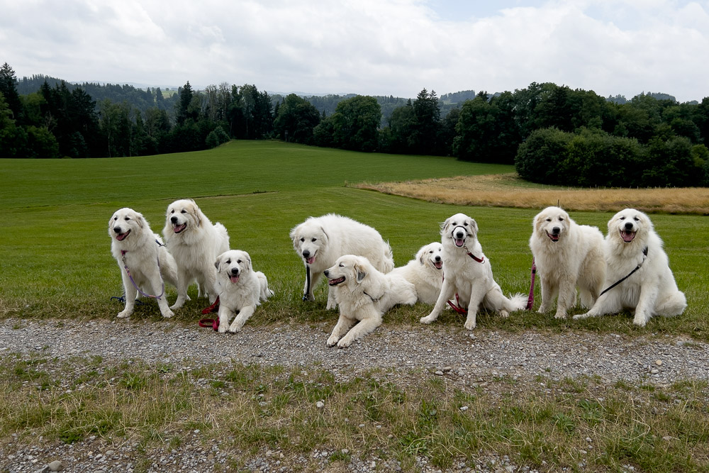 Pyrenäenberghund - 02. Juli 2023 - Spaziergang Altusried (Allgäu)