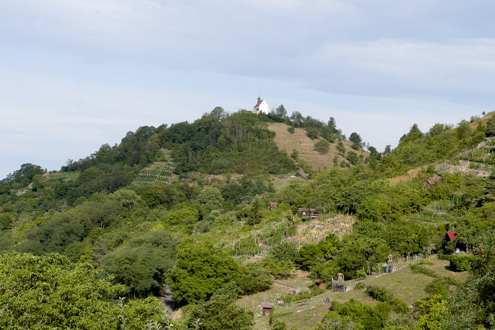 Pyrenäenberghund - 23. Juli 2023 - Spaziergang Wurmlinger Kapelle (Rottenburg am Neckar)