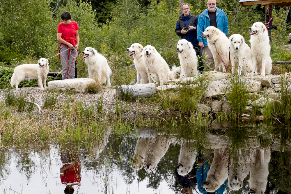 Pyrenäenberghund - 05. August 2023 - Spaziergang Schönlind (Wunsiedel/Fichtelgebirge)