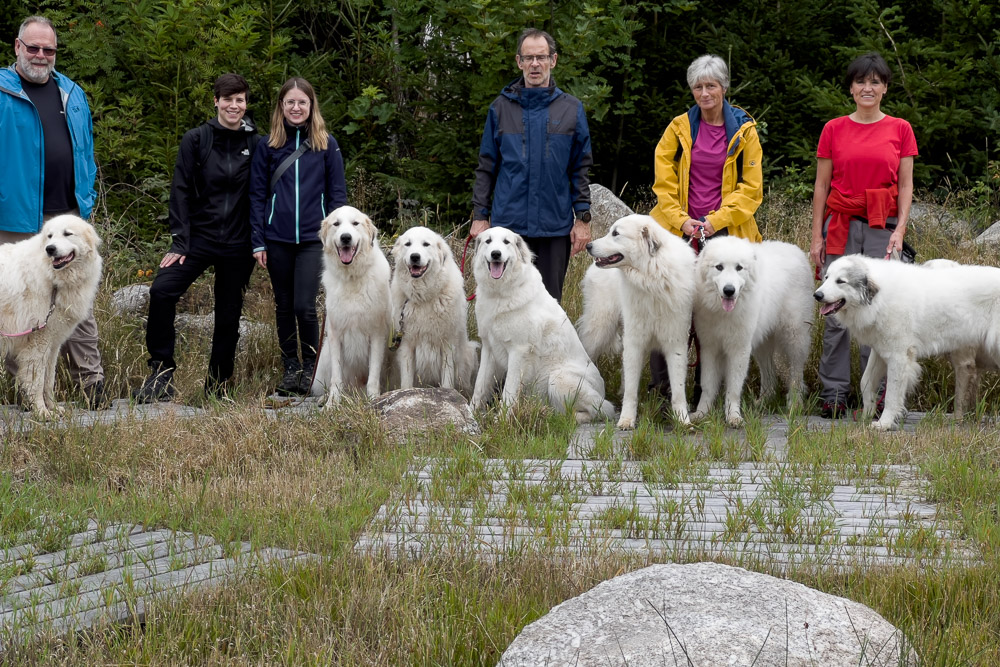 Pyrenäenberghund - 05. August 2023 - Spaziergang Schönlind (Wunsiedel/Fichtelgebirge)