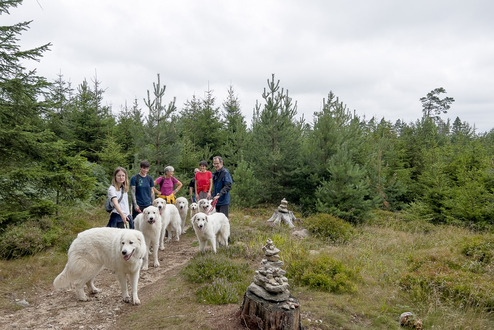 Pyrenäenberghund - 05. August 2023 - Spaziergang Schönlind (Wunsiedel/Fichtelgebirge)