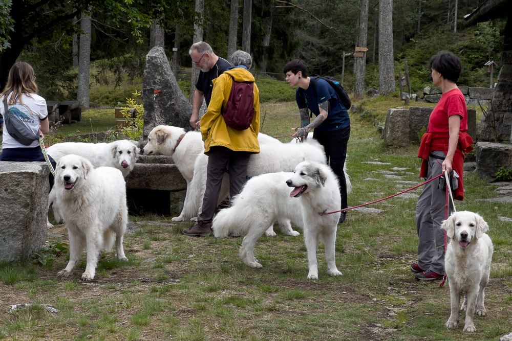 Pyrenäenberghund - 05. August 2023 - Spaziergang Schönlind (Wunsiedel/Fichtelgebirge)