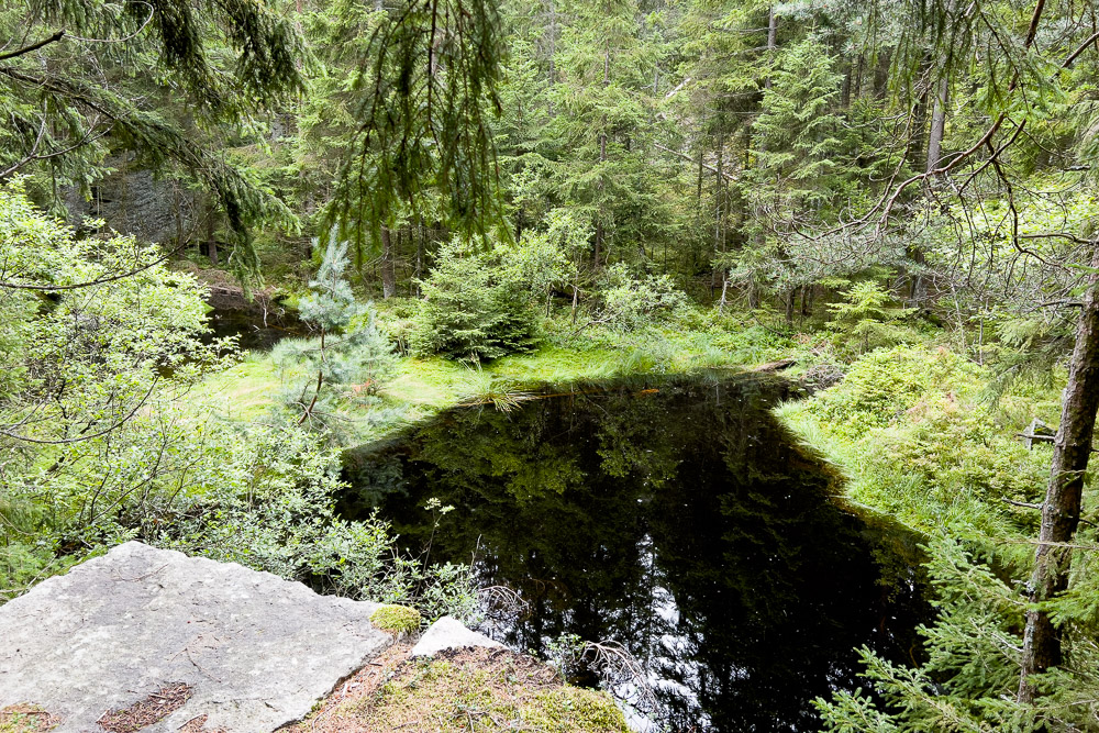 Pyrenäenberghund - 05. August 2023 - Spaziergang Schönlind (Wunsiedel/Fichtelgebirge)