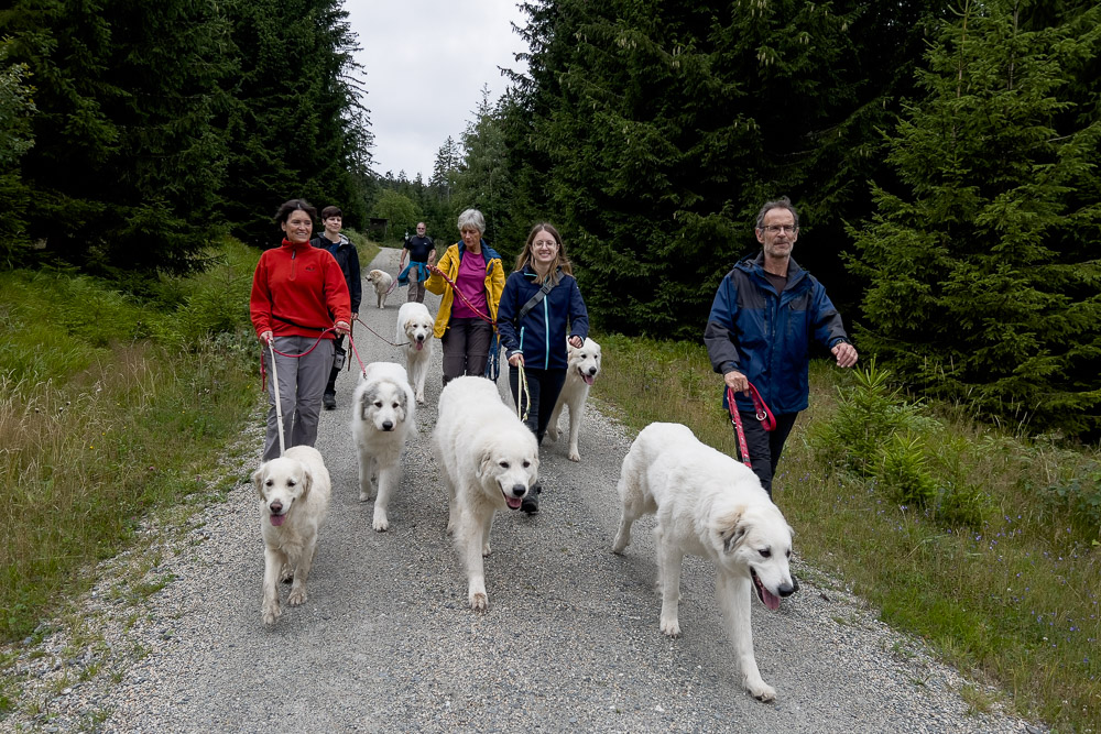 Pyrenäenberghund - 05. August 2023 - Spaziergang Schönlind (Wunsiedel/Fichtelgebirge)