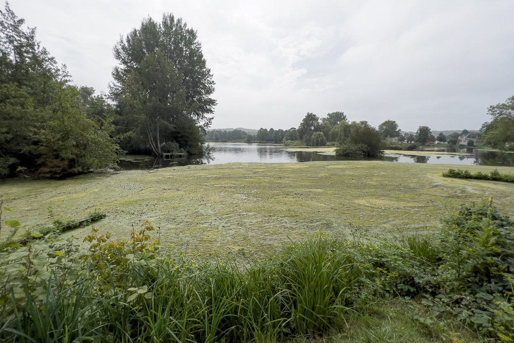 Pyrenäenberghund - 17.-20. August 2023 - St. Quentin (Nordfrankreich)