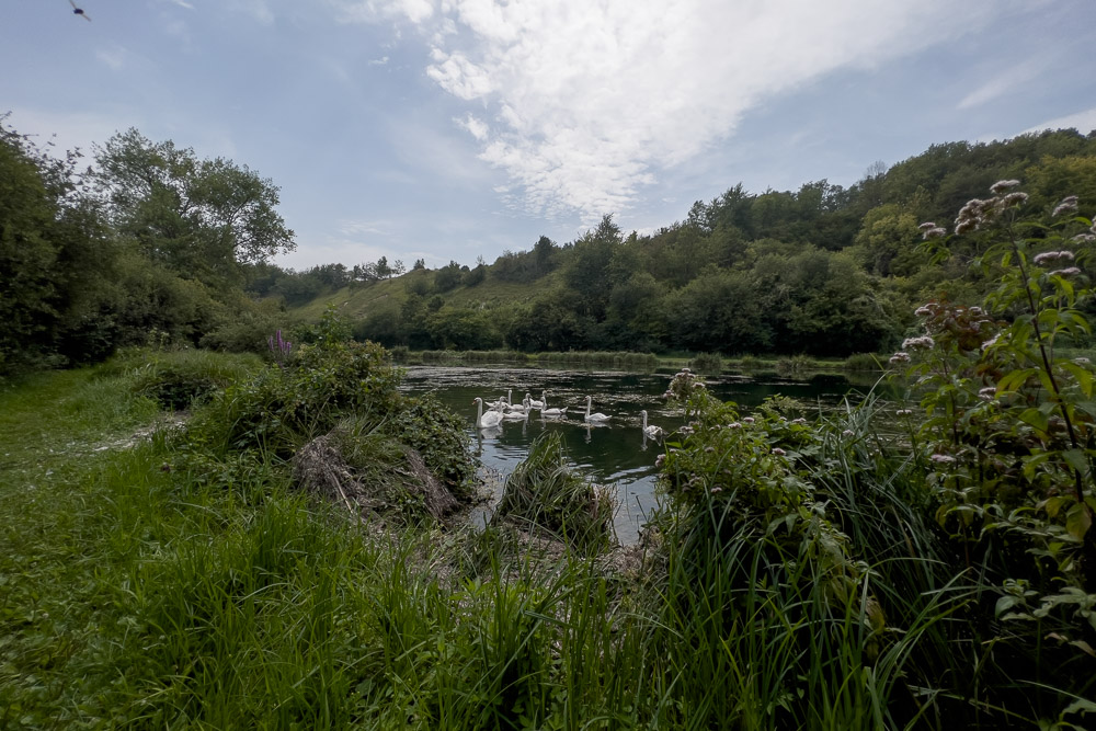 Pyrenäenberghund - 17.-20. August 2023 - St. Quentin (Nordfrankreich)