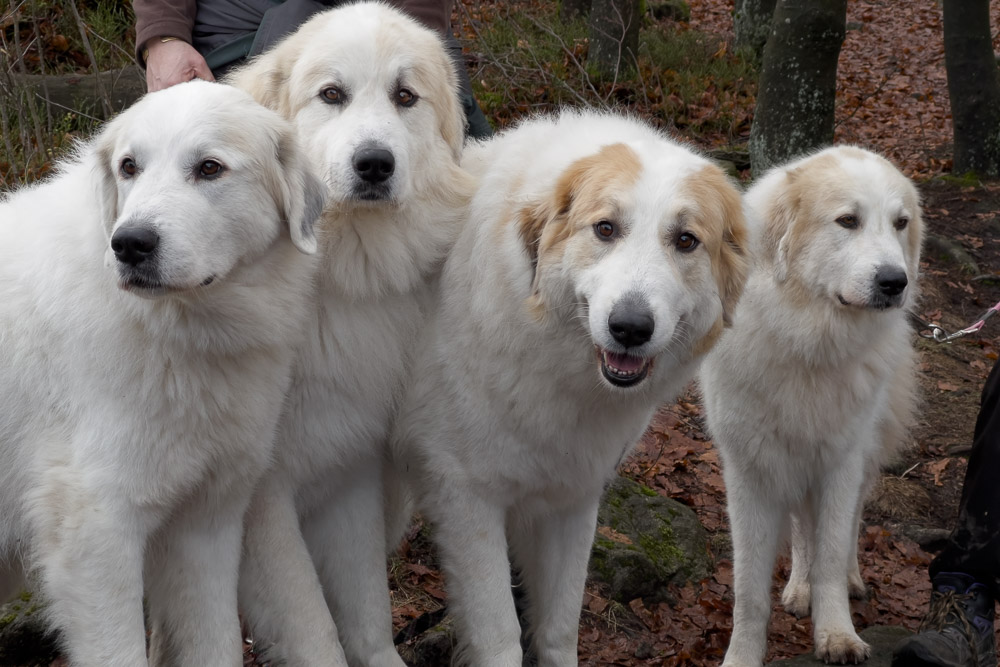 News und Bilder vom Pyrenäenberghund Welpentreffen 2023