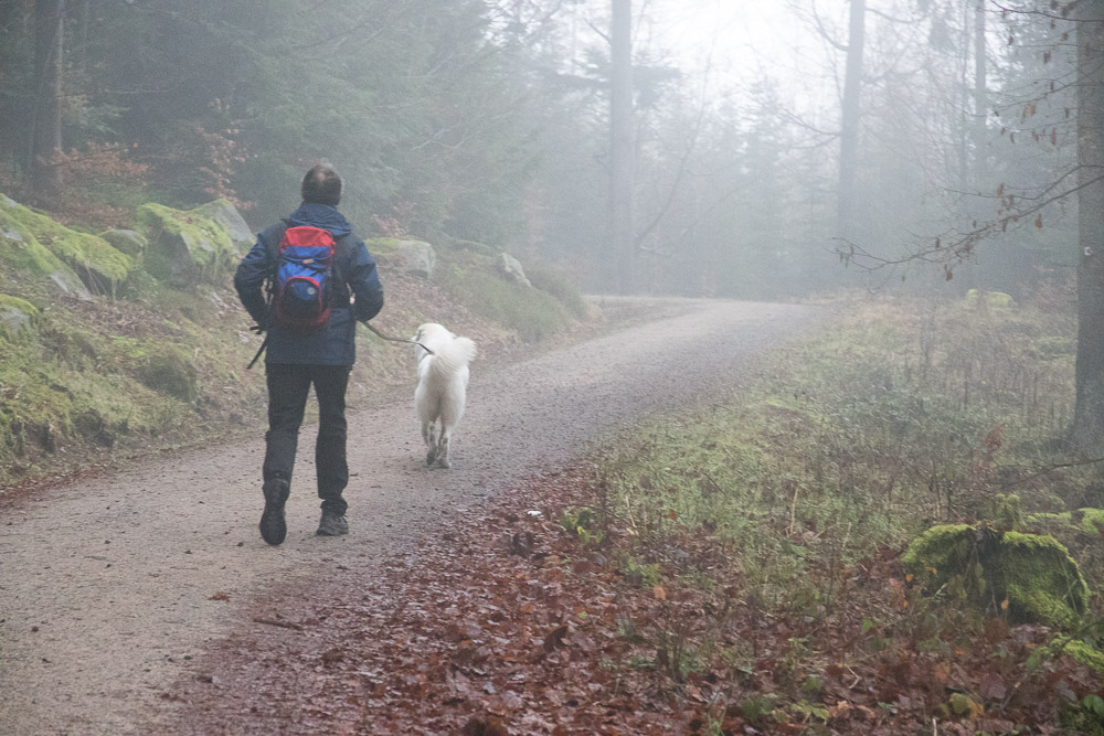 News und Bilder vom Pyrenäenberghund Welpentreffen 2023