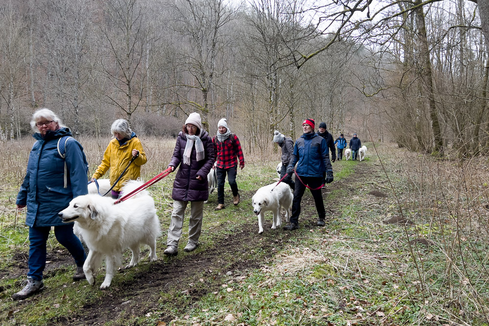 Pyrenäenberghund - 05. März 2023 - Pyri-Spaziergang Blaufelden