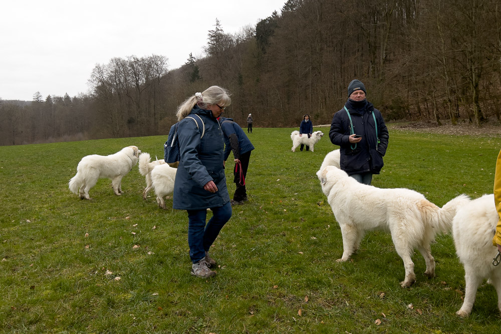 Pyrenäenberghund - 05. März 2023 - Pyri-Spaziergang Blaufelden