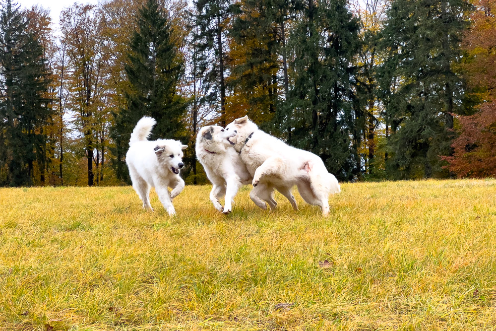 Pyrenäenberghund - 30. Oktober - 06. November 2023 - Die dritte Woche vom H-Wurf