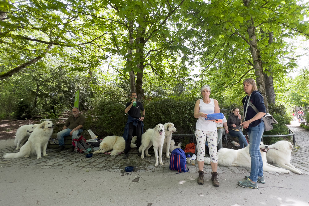 Pyrenäenberghund - 07. Mai 2023 - Tierpark Hellabrunn (München)