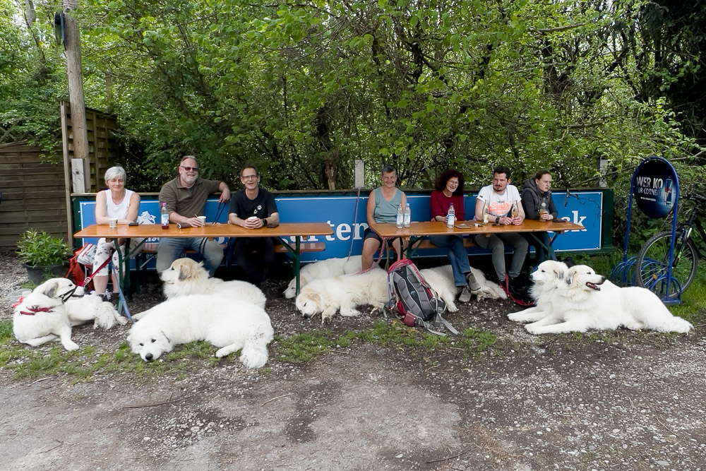 Pyrenäenberghund - 07. Mai 2023 - Tierpark Hellabrunn (München)