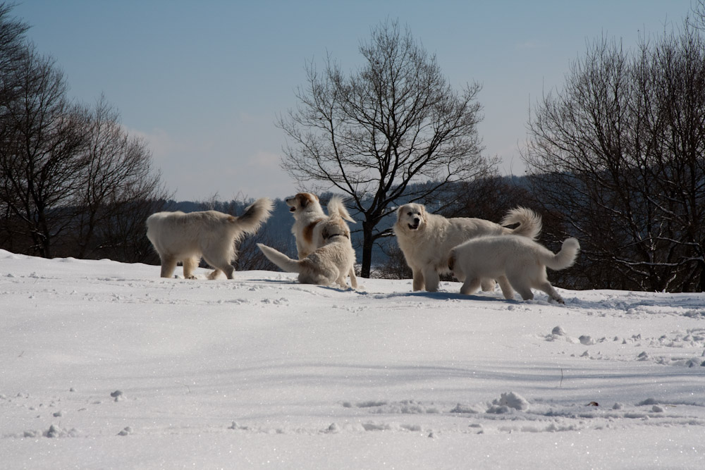 Pyrenäenberghund - Welpenspaziergang März 2010 - Bären im Schnee