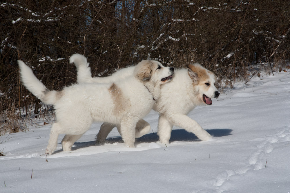 Pyrenäenberghund - Welpenspaziergang März 2010 - Claire und Cyrano