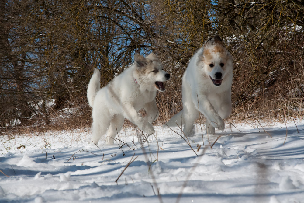 Pyrenäenberghund - Welpenspaziergang März 2010 - ... fang den Bruder