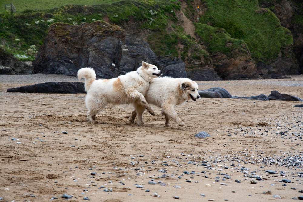 Urlaub mit Pyrenäenberghund Mai 2010 - England - Cornwall - Wadebridge - Cornwall2