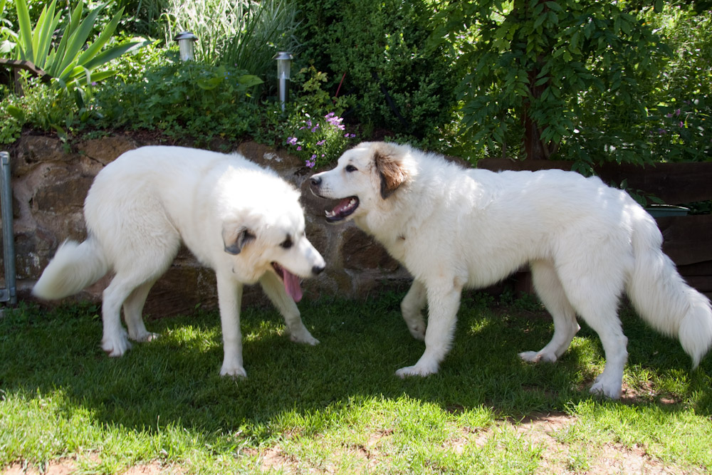 Pyrenäenberghund - Welpenspaziergang Juni 2010 - Claire und Cyrano ...