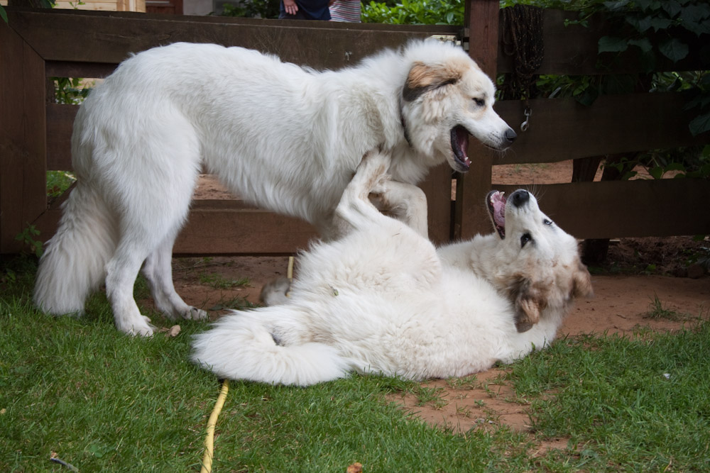 Pyrenäenberghund - Welpenspaziergang Juli 2010 - Claire und Cyrano