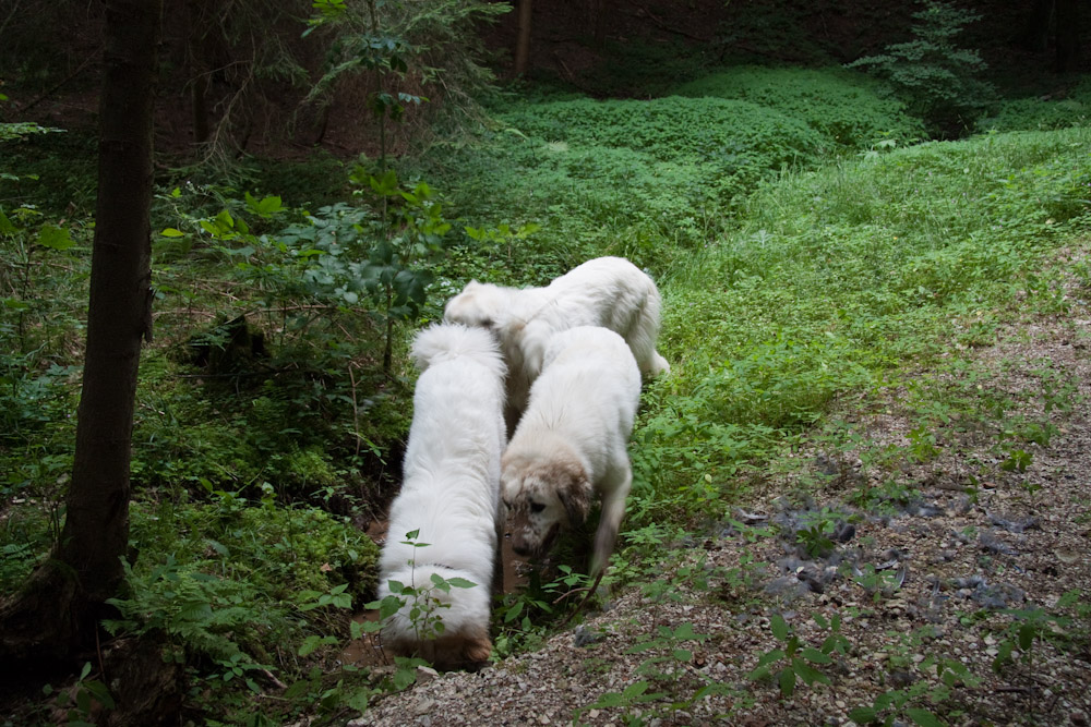 Pyrenäenberghund - Welpenspaziergang Juli 2010 - Es geht doch nichts über ein ...