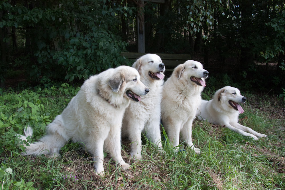 Pyrenäenberghund - Welpenspaziergang August 2010 - Anshuli, Arusha, Ariadne und Cyrano