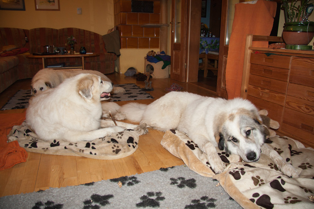 Pyrenäenberghund - Cendrine ist wieder bei uns - August 2010 - Alle drei beim Ochsenziemer knuspern