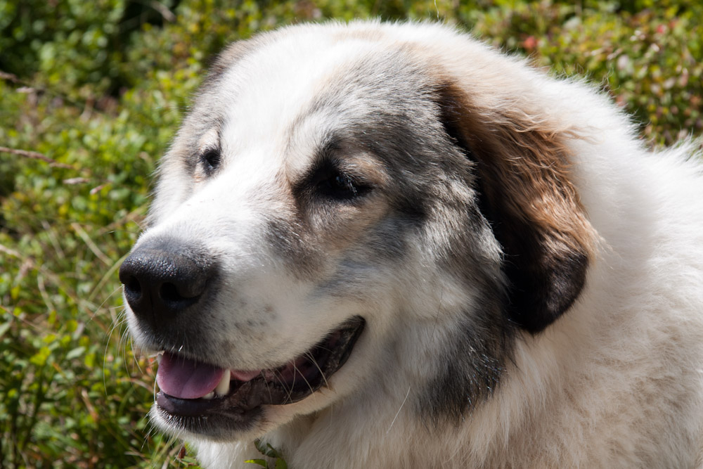 Pyrenäenberghund - Cendrine ist wieder bei uns - August 2010 - Portrait