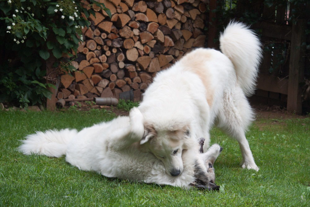 Pyrenäenberghund - Cendrine ist wieder bei uns - August 2010 - ... im Garten