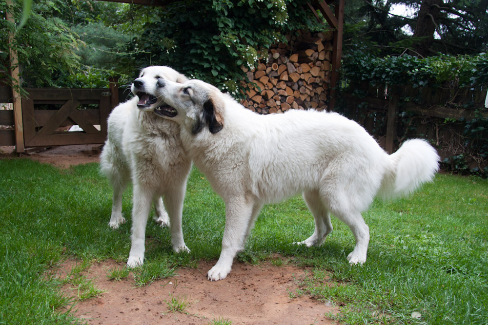 Pyrenäenberghund - Cendrine ist wieder bei uns - August 2010 - Ariadne und Cendrine ...
