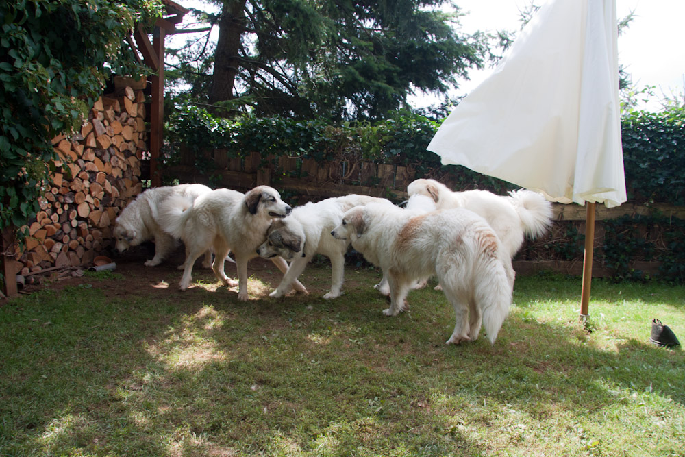 Pyrenäenberghund - Besuch von Charif - August 2010 - ein erstes Beschnuppern