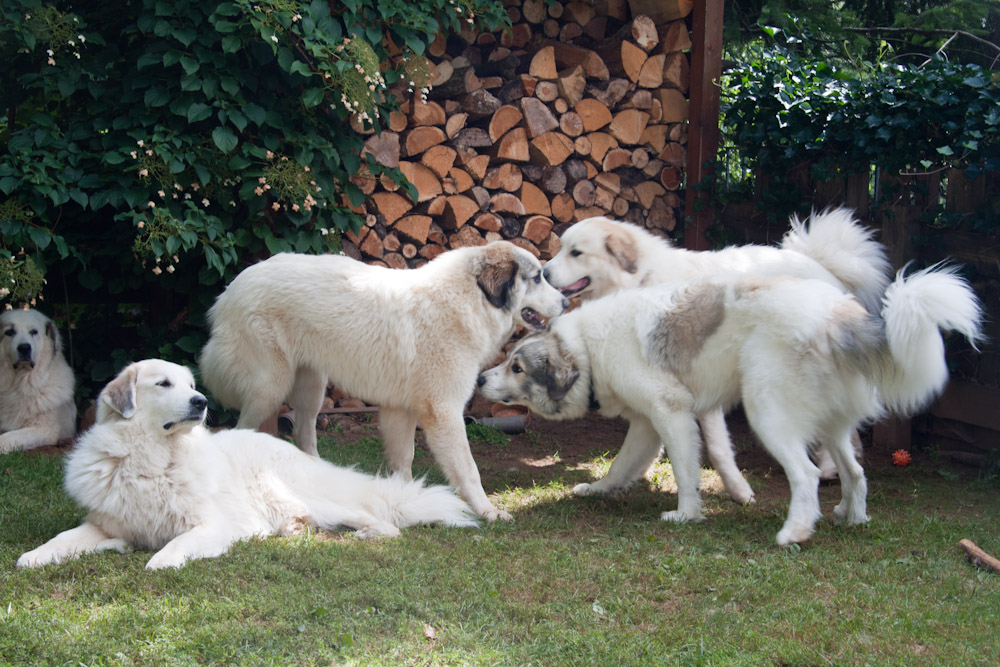 Pyrenäenberghund - Besuch von Charif - August 2010 - die drei Geschwister unter Mamas Aufsicht
