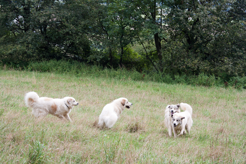 Pyrenäenberghund - Besuch von Charif - August 2010 - Und ...