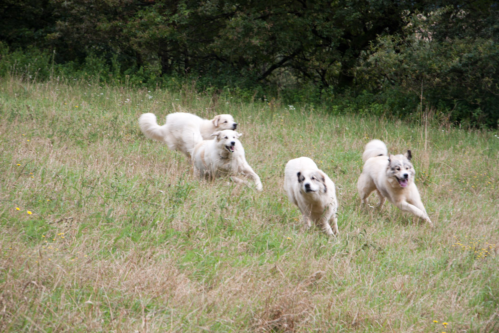 Pyrenäenberghund - Besuch von Charif - August 2010 - ... ab geht ...