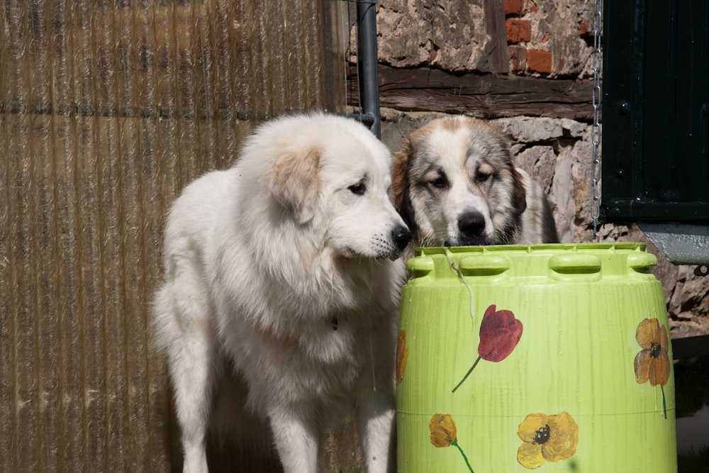 Pyrenäenberghund - Treffen mit Cedric (alias Wallaby) - Cedric und Cendrine an der Tankstelle