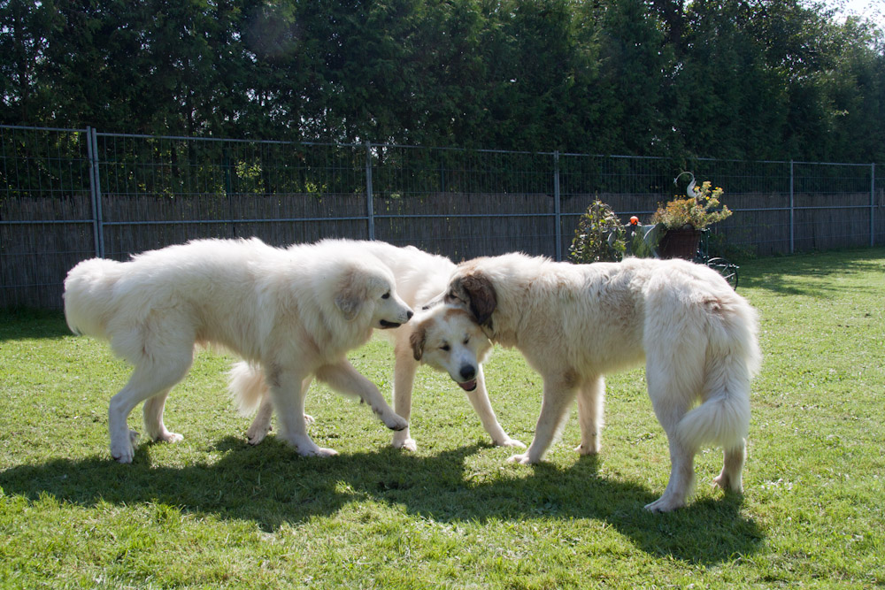 Pyrenäenberghund - Treffen mit Cedric (alias Wallaby) - Die drei Geschwister ...