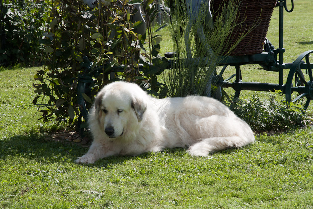 Pyrenäenberghund - Treffen mit Cedric (alias Wallaby) - Anshuli relaxed