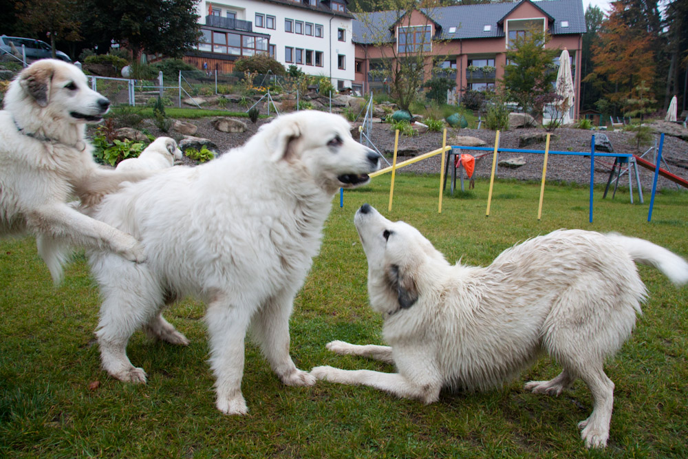 News und Bilder vom Pyrenäenberghund Welpentreffen 2010 - Ariadne, Arusha, Claire