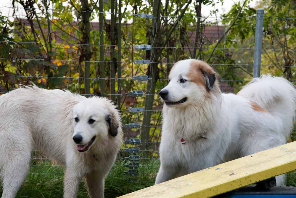 News und Bilder vom Pyrenäenberghund Welpentreffen 2010 - Cécile und Balou