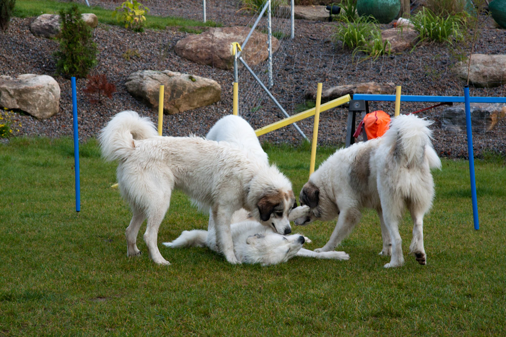 News und Bilder vom Pyrenäenberghund Welpentreffen 2010 - Geschwister unter sich
