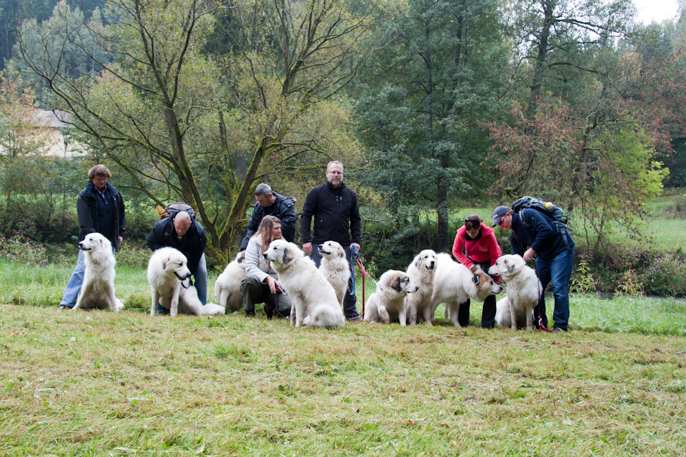 News und Bilder vom Pyrenäenberghund Welpentreffen 2010 - Gruppenbild