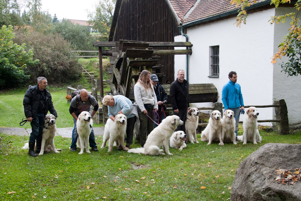 News und Bilder vom Pyrenäenberghund Welpentreffen 2010 - Bitte schön lächeln