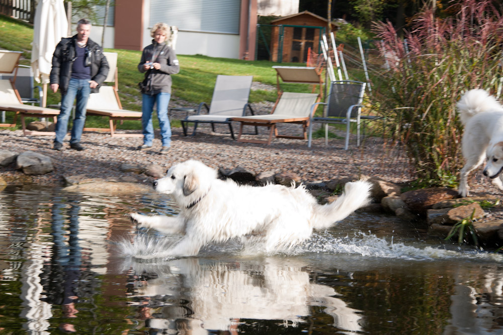 News und Bilder vom Pyrenäenberghund Welpentreffen 2010 - ... Benutzung des Schwimmteiches