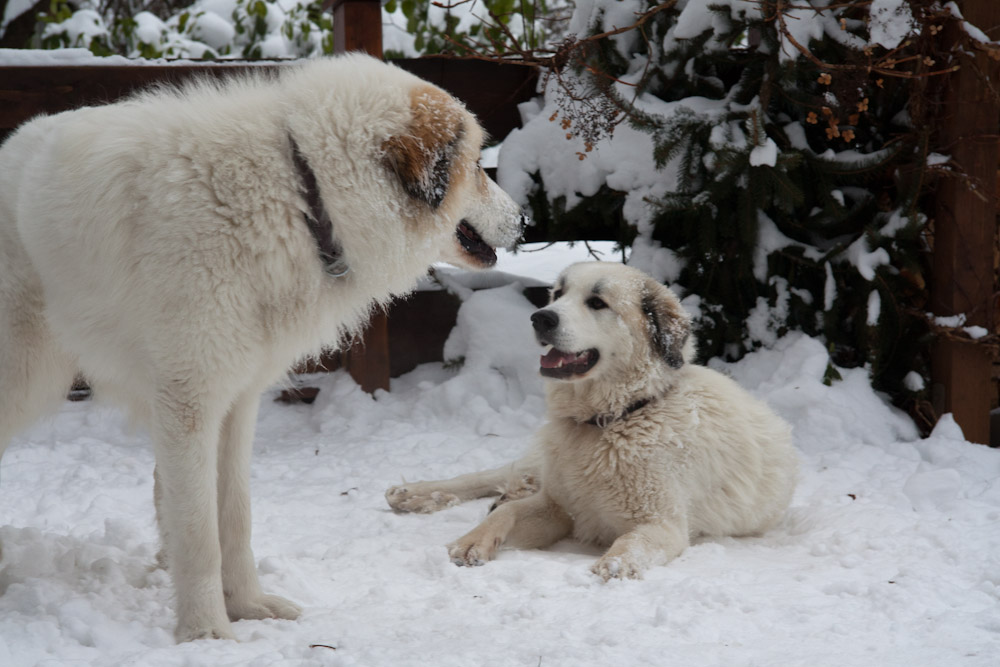 Pyrenäenberghund - Welpenspaziergang Dezember 2010 - Cyrano und Claire